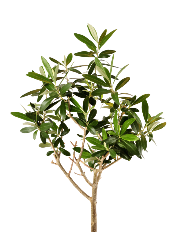 Sadnica masline