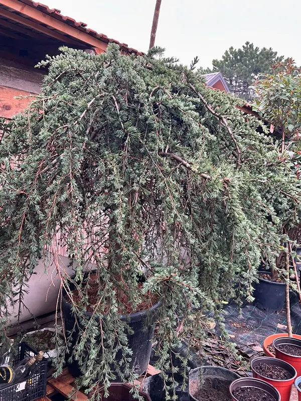 Kedar visine 150cm